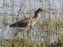 Chinese Pond Heron-9097.jpg